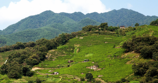 하동군 화개면 녹차밭 전경