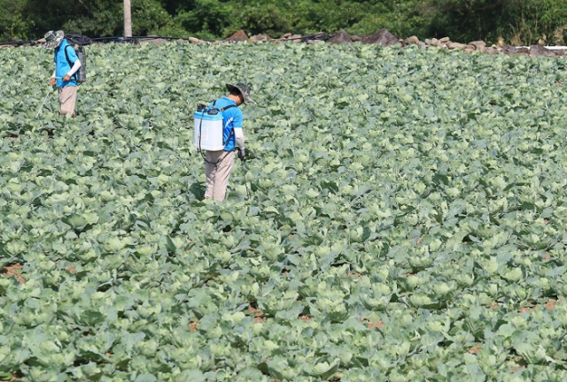 사진은 제주시 애월읍 중산간의 한 밭에서 농민들이 양배추에 방제작업을 하는 모습. 연합뉴스