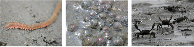 서해 갯벌에 서식하는 해양생물. 외쪽부터 두토막눈썹참갯지렁이, 황해비단고둥, 칠게. 서울대 제공