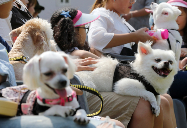 부산 부산진구 부산시민공원에서 지난 2017년에 열린 부산동물사랑문화축제에서 반려견들이 견주의 품속에 안겨 있는 모습. 부산일보DB
