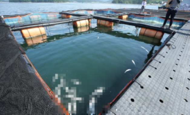 올해 8월 경남 통영시 한산면 염호리 앞 해상 가두리 양식장에서 고수온으로 죽은 양식 물고기가 둥둥 떠 있는 모습. 부산일보 DB