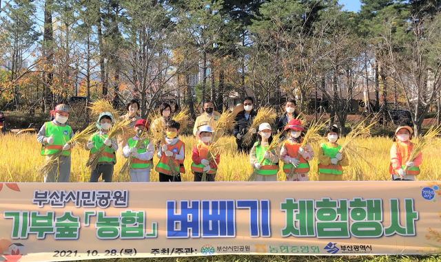부산농협, 시민공원서 벼 베기 행사.