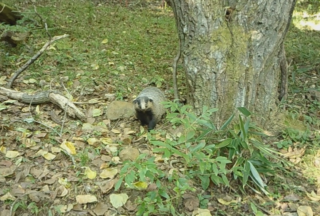 지리산국립공원에서 관찰된 오소리.지리산국립공원 제공