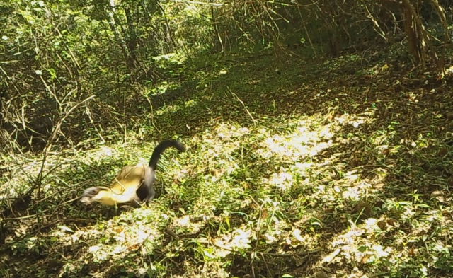지리산국립공원에서 관찰된 담비(멸종위기 2급 야생동물). 지리산국립공원 제공