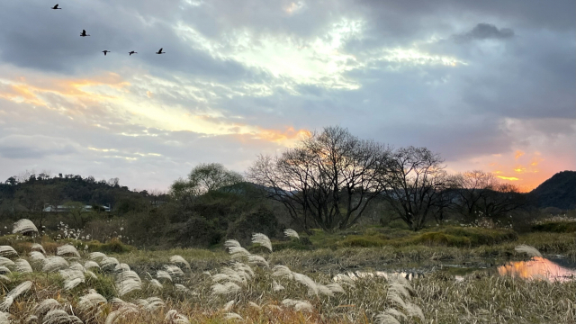 경남 김해 화포천습지생태공원 탐방로의 물억새 물결과 저녁 노을.