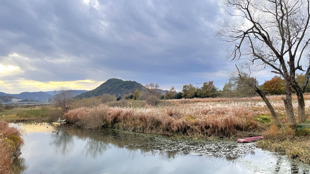 화포천습지생태공원의 겨울철새 집결 구역.