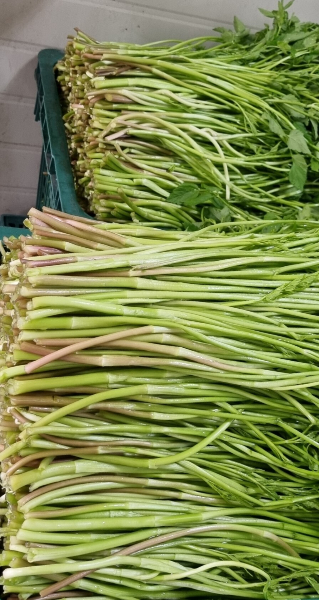 출하를 시작한 하동 청학골 가을 미나리. 하동군 제공