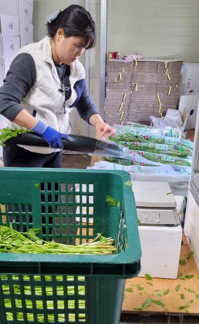 하동군 횡천면 월평마을 미나리 재배농가가 미나리 출하를 위해 세척 후 미나리를 포장하고 있다. 하동군 제공