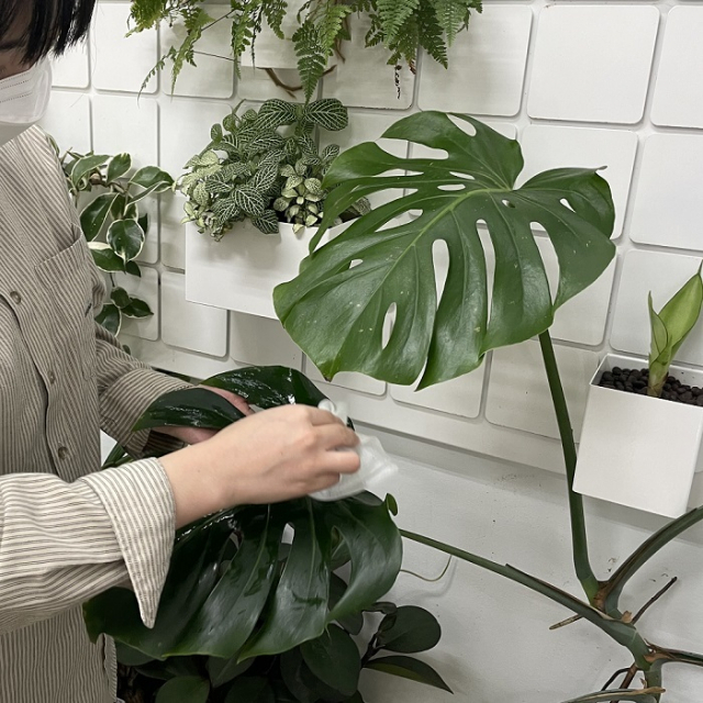 실내에서 반려식물을 돌보는 모습. 반려식물이란 반려동물처럼 살아있는 생물을 키우면서 심리적 안정과 교감을 느끼는 식물을 말한다. 농촌진흥청 제공