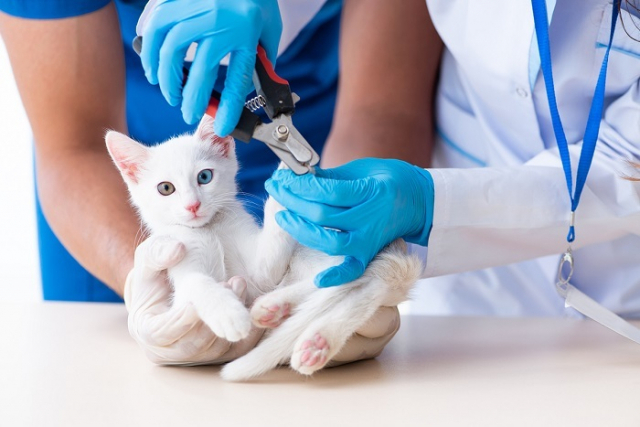 정부가 동물보건사 자격을 취득하기 위해 졸업을 하거나 기존 보조인력들이 교육을 받아야 하는 양성기관 14개소를 발표했다. 이미지투데이