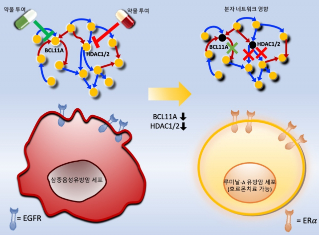 전체 연구결과 모식도. 삼중음성 유방암 세포에 새롭게 발굴된 분자타겟인 BCL11A와 HDAC1/2의 발현을 억제하는 약물을 투여하게 되면 암세포 분자네트워크가 변형되고, 그 결과 루미날-A 유방암 세포로 리프로그래밍됨으로써 호르몬 치료가 가능하게 된다. KAIST 제공