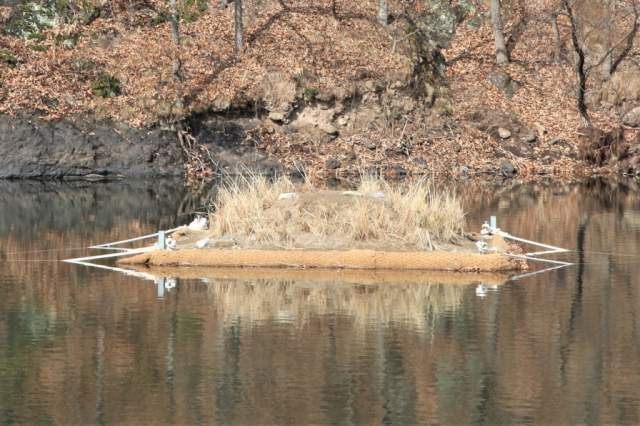 대구 달서구 도원지 수달생태섬과 수달이 입주한 모습. 달서구청 제공