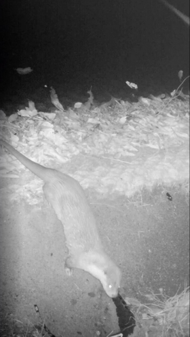 도원지 수달생태섬에 서식하는 수달. 달서구청 제공