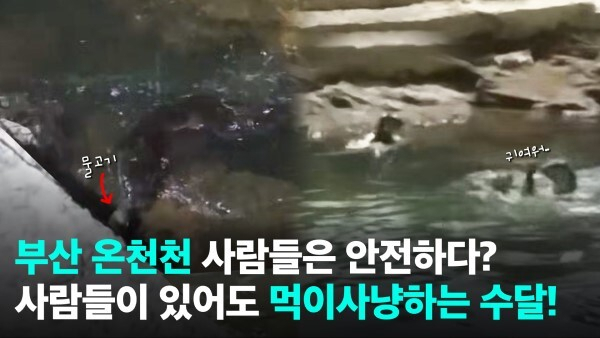 온천천에서 발견된 수달 사진. 독자 심상하 씨 제공