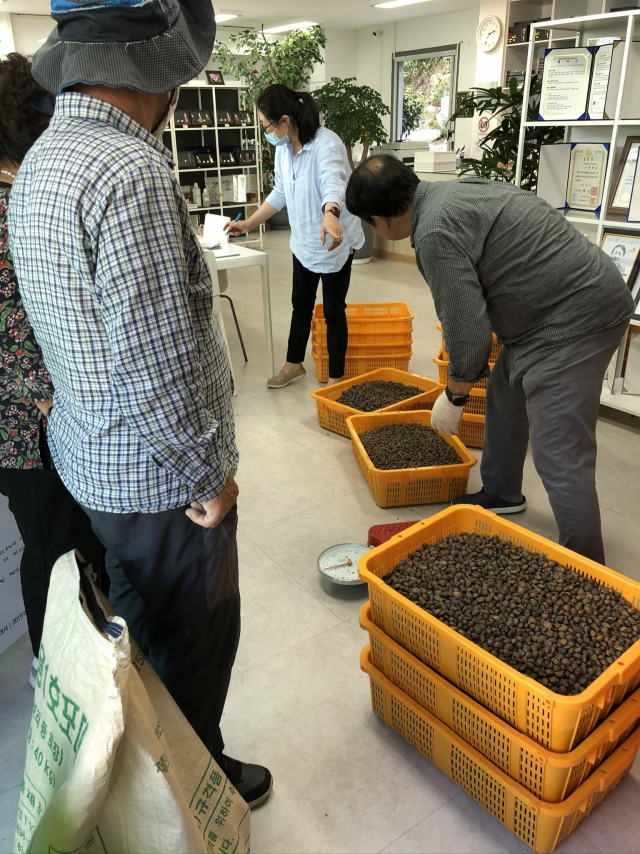 동백 관련 제품 판로가 확대되면서 원료가 되는 씨앗 수매도 꾸준히 늘었다. 한국동백연구소는 2011년 15t을 시작으로 2023년 한해 48t을 수매했다. 부산일보DB