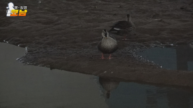 오리·왜가리는 많았지만 수달은 쉽게 모습을 보이지 않았다.