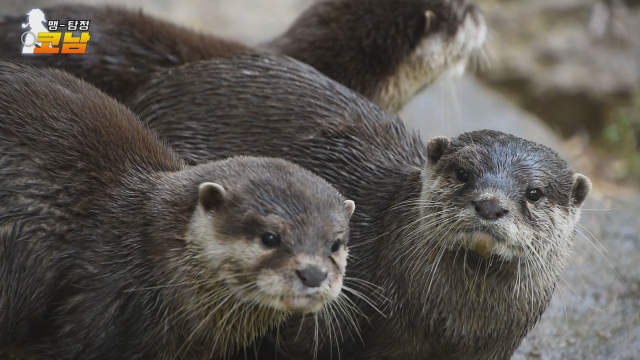 귀여운 외모를 자랑하지만 수달은 족제비과 동물이다.