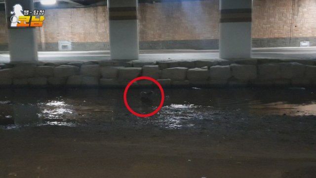 마침내 수달이 나타났다. 검고 긴 유선형의 몸통이 날렵해보였다.