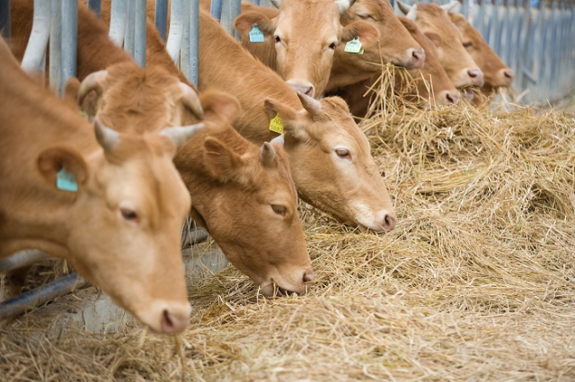 최근 5년간(2016∼2021년) 우리나라 국민들의 1인당 한해 소고기 소비는 2kg 증가한 반면, 한우 자급률은 38.9%에서 35.7%로 떨어졌다. 이미지투데이