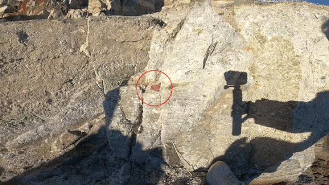 방산충으로 만들어진 빨간 암석 ‘처트’가 신평소공원 갯바위에 박혀 있다.