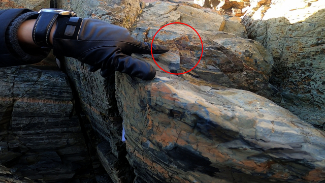 길이 15cm, 두께 4cm 규모인 신평소공원 공룡 뼈 화석.