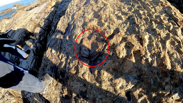 발가락 3개가 구별될 정도로 선명하게 드러난 조각류 공룡 발자국.