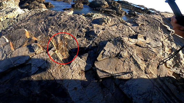 식물 줄기 화석이 드러난 신평소공원 주변 갯바위.