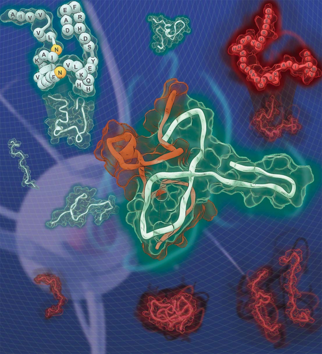 (그림1) 아밀로이드 베타(1-42)의 점 변이체를 이용한 야생형 아밀로이드 베타의 응집 현상 억제. 아밀로이드 베타(1-42)의 점 변이체(밝은 파란색)를 이용한 야생형 아밀로이드 베타(빨간색)의 응집 현상 억제를 묘사한 그림이다. 왼쪽 위에 응집 현상 억제를 위한 핵심 변이 위치가 노란색으로 표현되어 있다. 고려대 김준곤 교수 제공