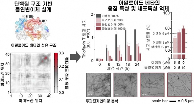 (그림2) 구조 기반으로 설계된 변이체를 이용한 아밀로이드 베타(1-42)의 응집 병원성 응집체 형성 억제 및 세포 독성 완화. 아밀로이드 베타(1-42)의 병원성 섬유 구조와 구조 동역학 특성을 바탕으로 병원성 응집체 형성을 억제할 수 있는 변이체를 설계하고, 실제로 아밀로이드 베타(1-42)의 병원성 응집체 형성이 억제되었으며, 세포 독성이 완화됨을 확인했다. 고려대 김준곤 교수 제공