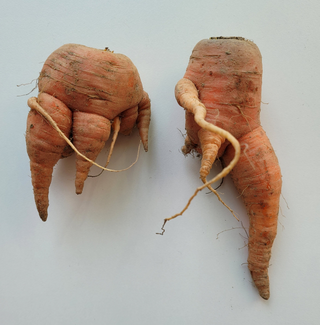 뿌리가 여러 개인 혹부리 당근.