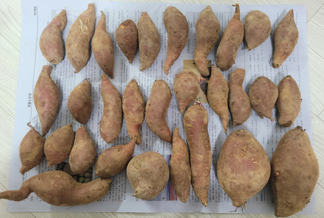 크기가 너무 크거나 작다는 이유로 ‘못난이’가 된 고구마.