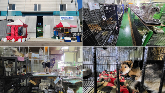 고성군이 농업기술센터 내 창고 1동을 개조해 마련한 임시 동물보호센터. 부산일보DB