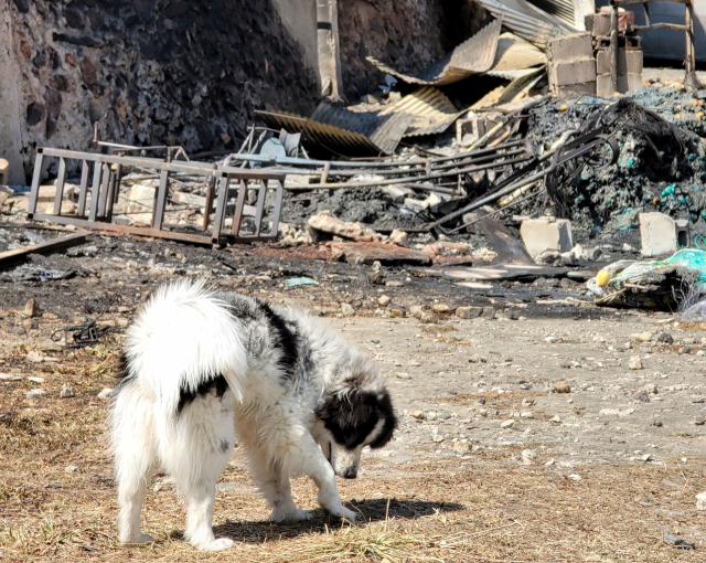 강원 동해시 묵호동의 전소된 주택 앞에서 집을 잃은 개 한 마리가 배회하고 있다. 연합뉴스