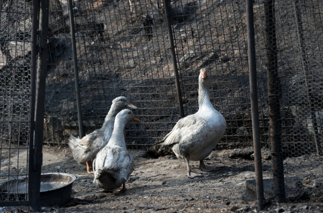 강원 동해시 초구동의 산불 피해 주택 한쪽에서 거위와 오리들이 검게 그을린 채 주인을 기다리고 있는 모습. 연합뉴스