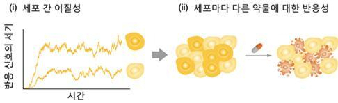 그림 1. (i) 동일한 자극에 대한 반응 신호라도 세포에 따라 그 세기가 달라질 수 있다. (ii) 이에 따라 같은 약물에 대해 사멸하는 세포와 살아남는 세포가 존재할 수 있다. KAIST 제공