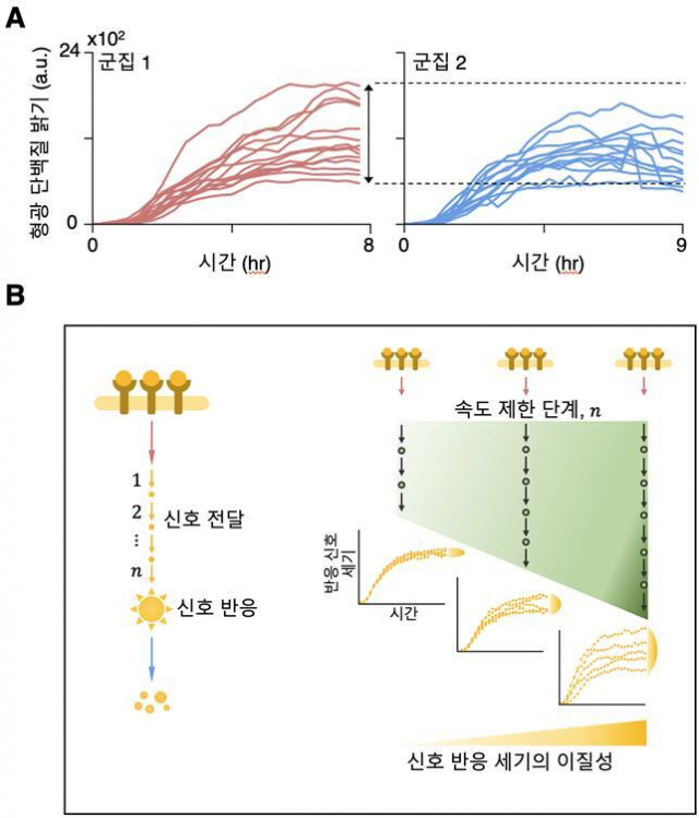 그림 3. (A) 항생제 투여 후 시간에 따른 대장균 (E. coli) 반응 신호의 세기를 형광 단백질을 통해 측정한 시계열 자료. 두 군집에서 신호 세기의 이질성이 관측되며 그 크기가 서로 다르게 나타난다(화살표, 점선) (B) 연구 결과 도식. 신호 전달에 관여하는 속도 제한 단계의 수가 많아질수록 최종적으로 반응하는 신호의 세기의 이질성이 커진다. KAIST 제공