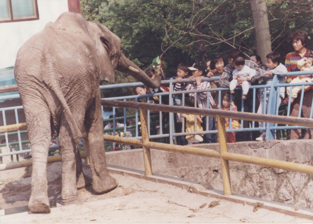1994년 4월 성지곡 동물원 코끼리의 모습. 성인이 보기에도 엄청난 덩치인데, 어린 아이의 눈에는 더 거대하게 보였겠죠? 부산일보 DB