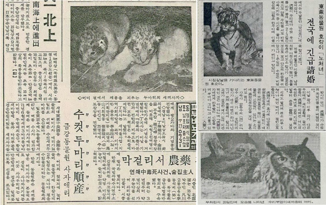 왼쪽 기사는 동래동물원 사자 ‘애리’가 수컷 두 마리를 순산했다는1973년 8월 15일 자 <부산일보> 기사. 오른쪽 위 기사는 동래동물원 호랑이 ‘호순이’가 짝을 찾는다는 내용이 담긴 1986년 3월 8일 자 기사. 오른쪽 아래는 1987년 3월 31일 성지곡 동물원에서 태어난 수리부엉이 사진. 부산일보 DB