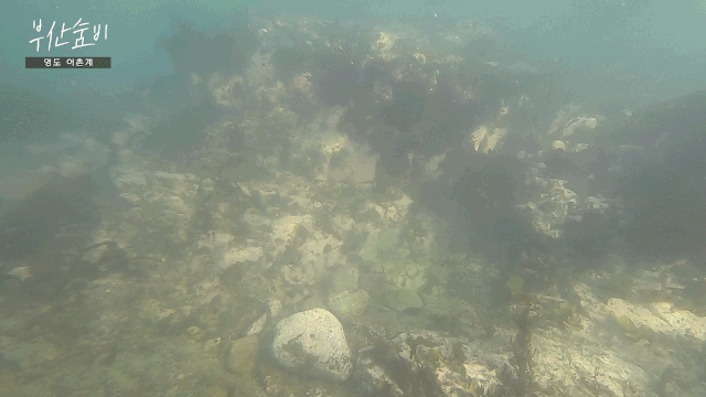 영도 앞바다에서 물질 중인 해녀가 까꾸리를 들고 바닷속을 둘러보고 있다. 정수원 PD blueskyda2@busan.com