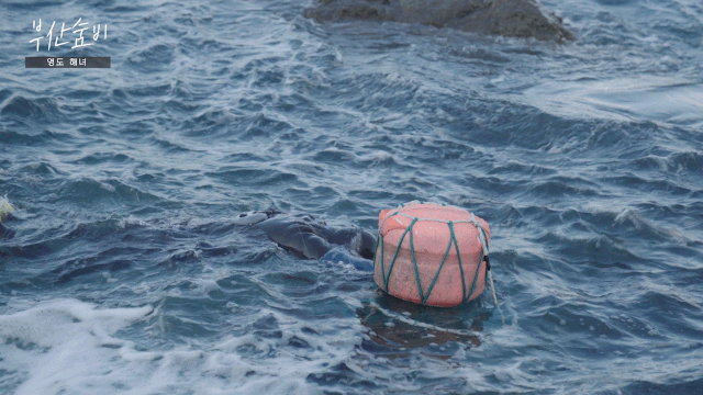 영도 앞바다에서 테왁에 의지해 물질을 하는 해녀의 모습. 정윤혁 PD jyh6973@busan.com