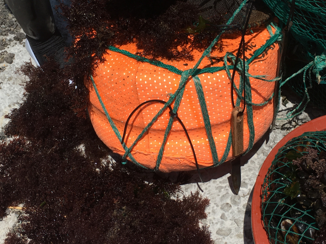 2016년 7월 기장 문동마을에서 실시한 해녀문화체험교육사업에서 채취한 우뭇가사리. 유형숙 교수 제공