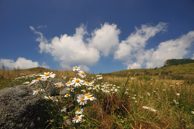 이완식 '경남 황매산 구절초'. 작가 제공