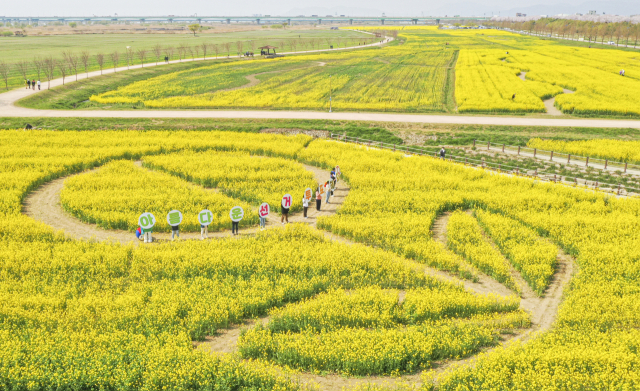 제8회 전국동시지방선거를 앞두고 지난달 부산 강서구 대저생태공원 유채꽃밭에 조성된 꽃길에서 부산시 선관위 직원들이 투표 참여를 홍보하고 있다. 부산일보DB
