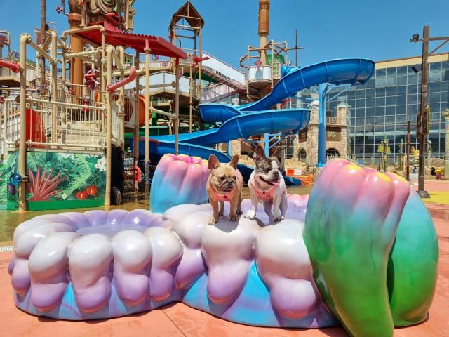 김해 롯데 워터파크는 3년째 반려견들을 위한 ‘댕댕 워터파크’를 개장하고 있다. 워터파크에 마련된 포토존에서 반려견들이 포즈를 취하고 있다.