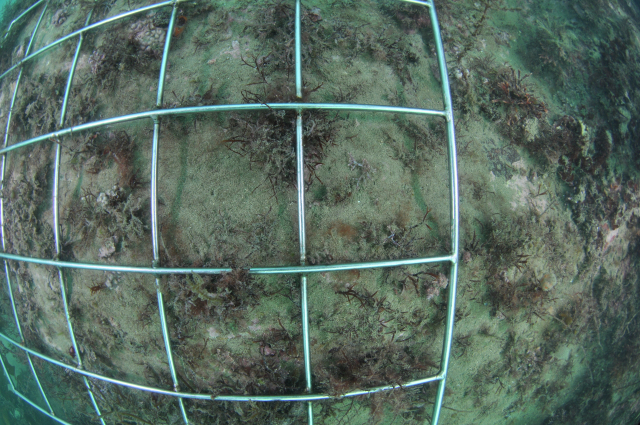 부산 기장군 월내리에서 진행되는 백화 현상. 한국수산자원공단 제공