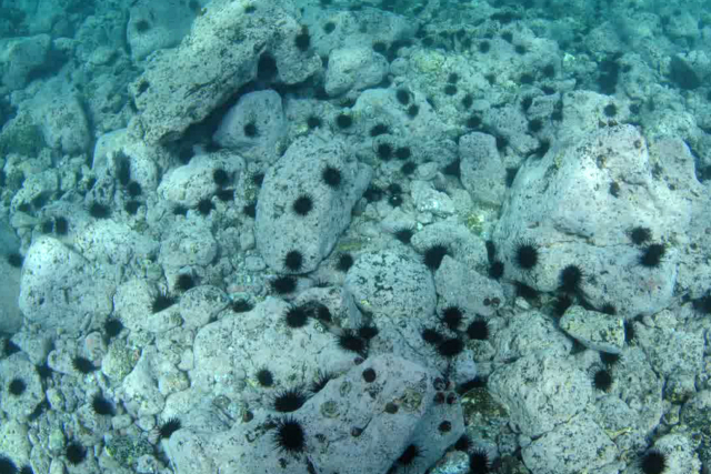 부산 기장군 월내리에서 진행되는 백화 현상. 백화 현상이 더 진행돼 성게만 남아 있다. 한국수산자원공단 제공