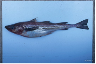 명태 사진. 서울대 제공