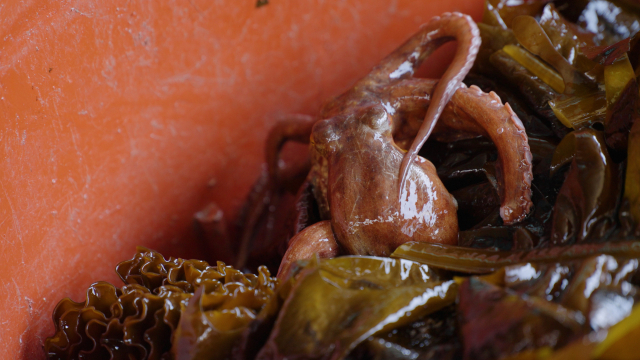 남천어촌계 김경숙 해녀가 이달 3일 잡아 온 문어. 그는 미역, 해삼, 전복 등 다양한 해산물을 함께 건져왔다. 정수원 PD blueskyda2@busan.com