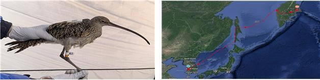 위치추적기가 부착된 알락꼬리마도요(왼쪽) 및 유부도-사할린-캄차카반도까지의 알락꼬리마도요 이동루트(위성사진). 해수부 제공
