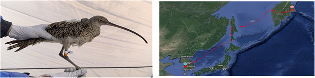 위치추적기가 부착된 알락꼬리마도요(왼쪽) 및 유부도-사할린-캄차카반도까지의 알락꼬리마도요 이동루트(위성사진). 해수부 제공